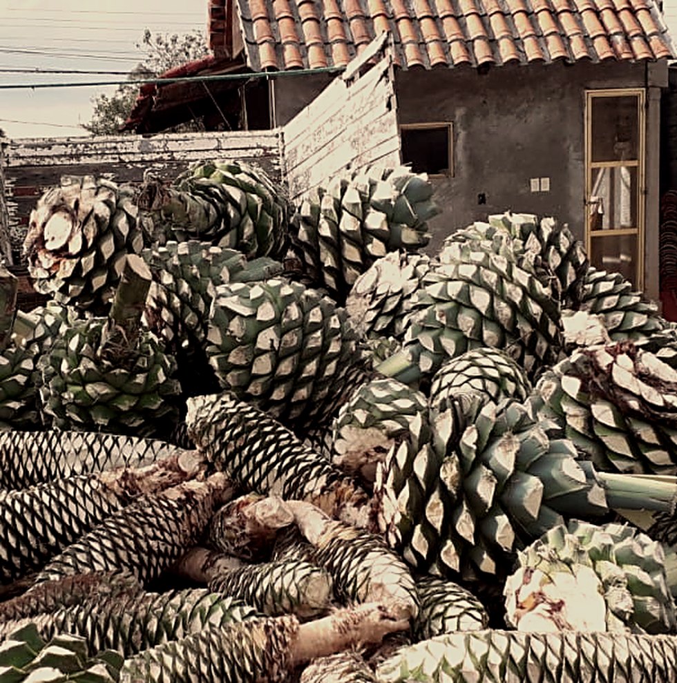 Mr. Mezcal maestros mezcaleros at the palenque in Oaxaca